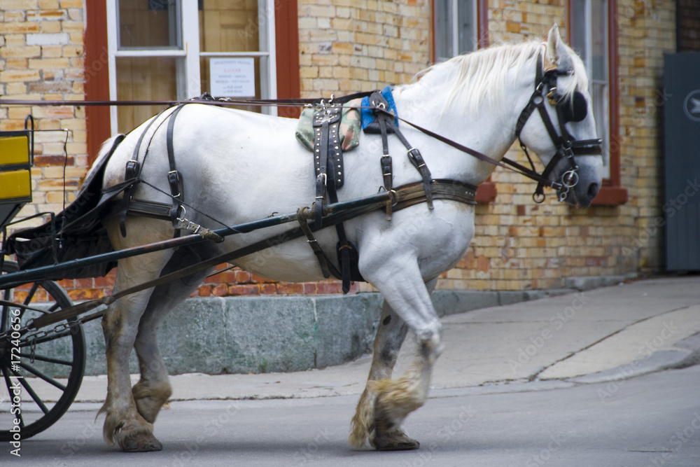 Horse in Quebec, 2008