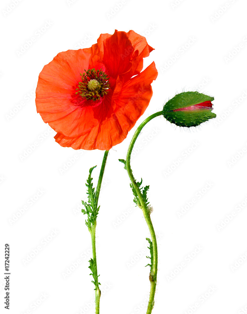 Obraz premium beautiful poppy flower and bud isolated on white