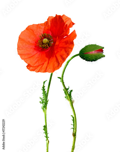 beautiful poppy flower and bud isolated on white