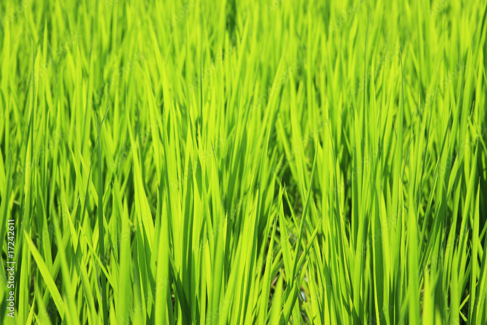 夏の田んぼ 夏の田んぼ