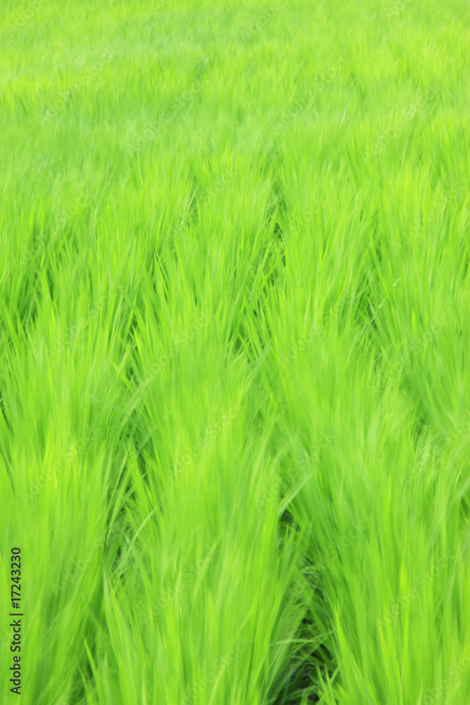 夏の田んぼ 夏の田んぼ