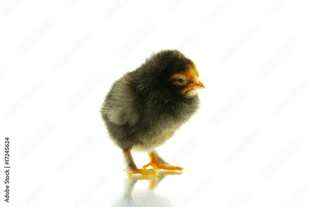 Obraz premium chicken