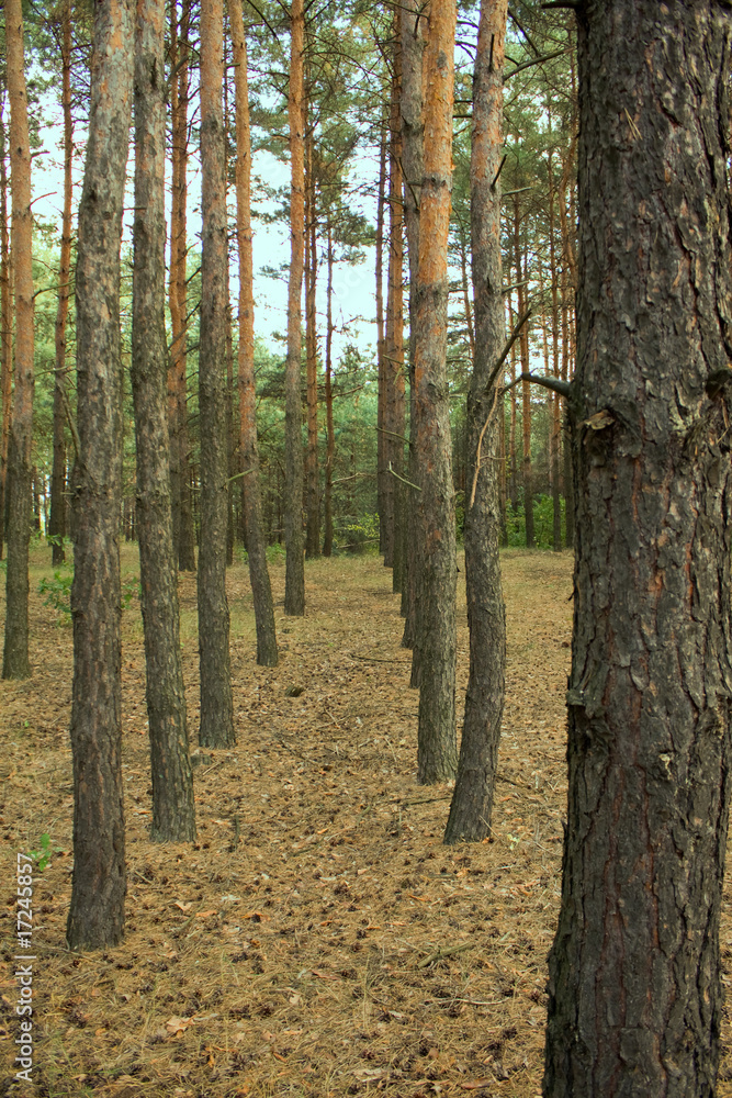 Fototapeta premium Coniferous forest