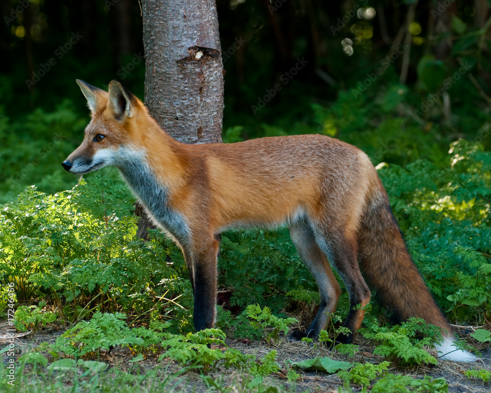 Male Juvenile Red Fox tanding on the edge of the Forest Male Juvenile Red Fox tanding on the edge of the Forest