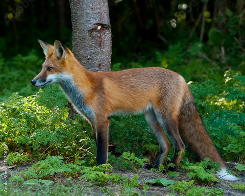 Male Juvenile Red Fox tanding on the edge of the Forest
