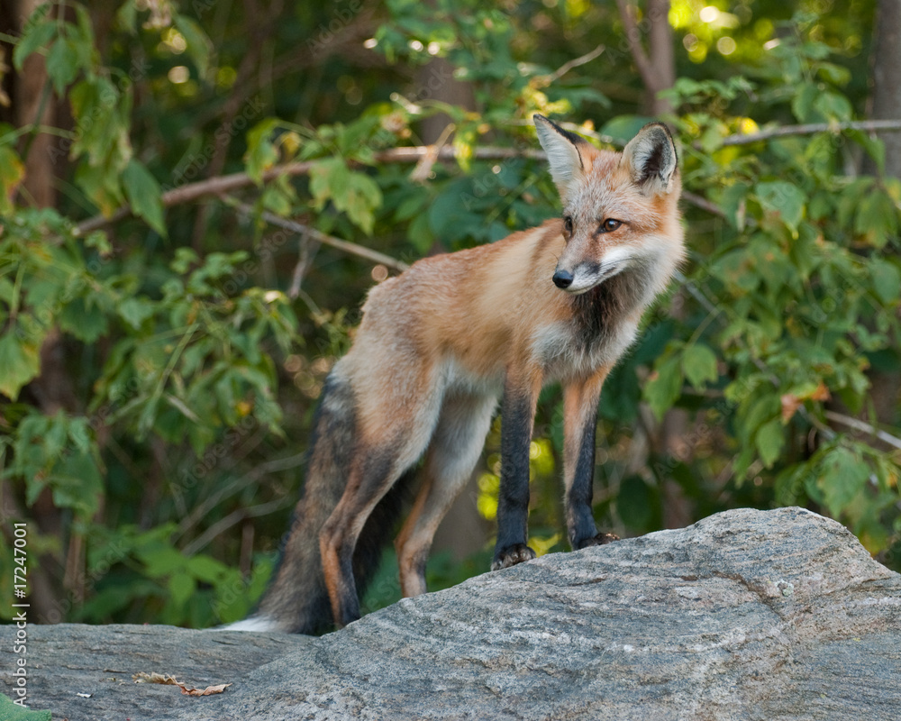 Juvenile Male Red Fox Standing on a Boulder