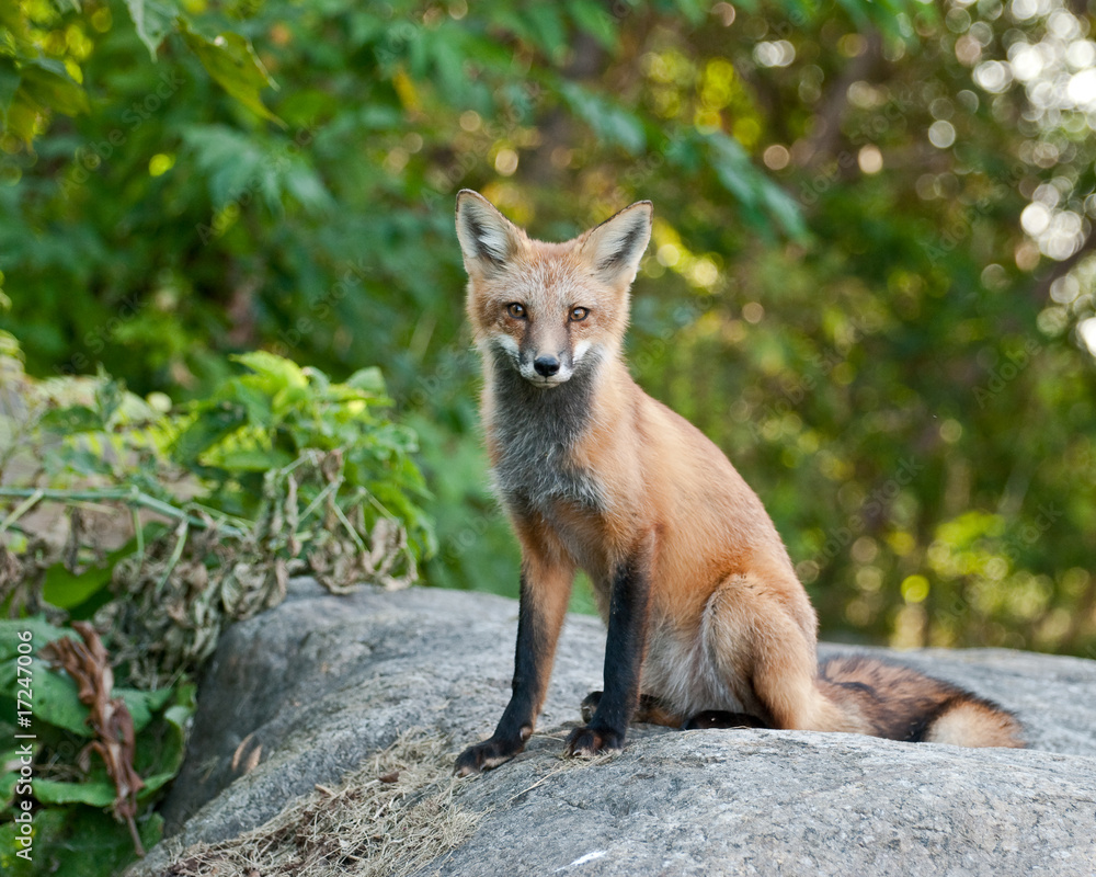 Obraz premium Juvenile female Red Fox Sitting on Boulder