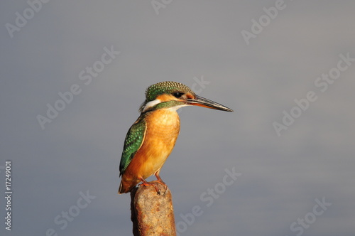 The Common Kingfisher (Alcedo atthis) at Maagan Michael Lake photo