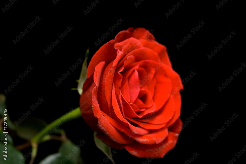 Red rose Red rose