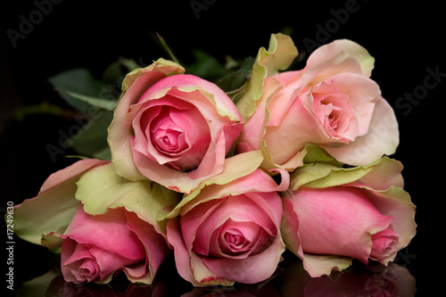 Pink roses