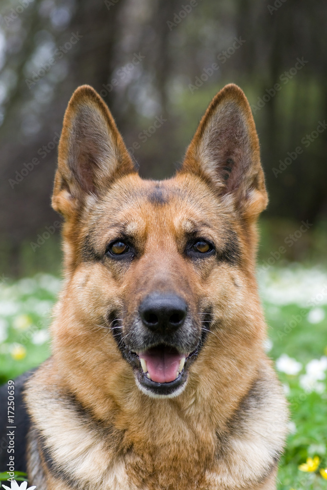 German Sheepdog German Sheepdog
