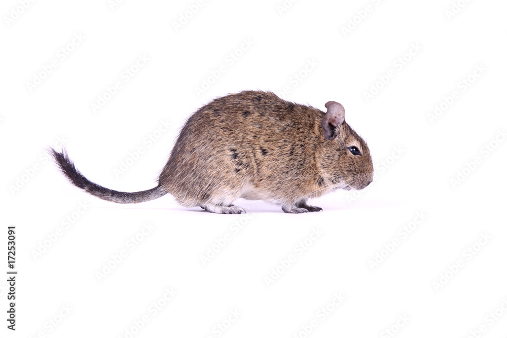 Degu im Profil