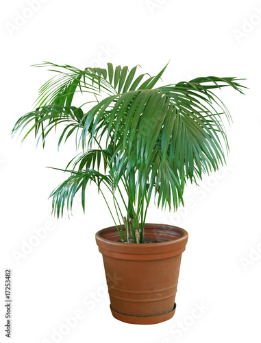 palmier intérieur kentia