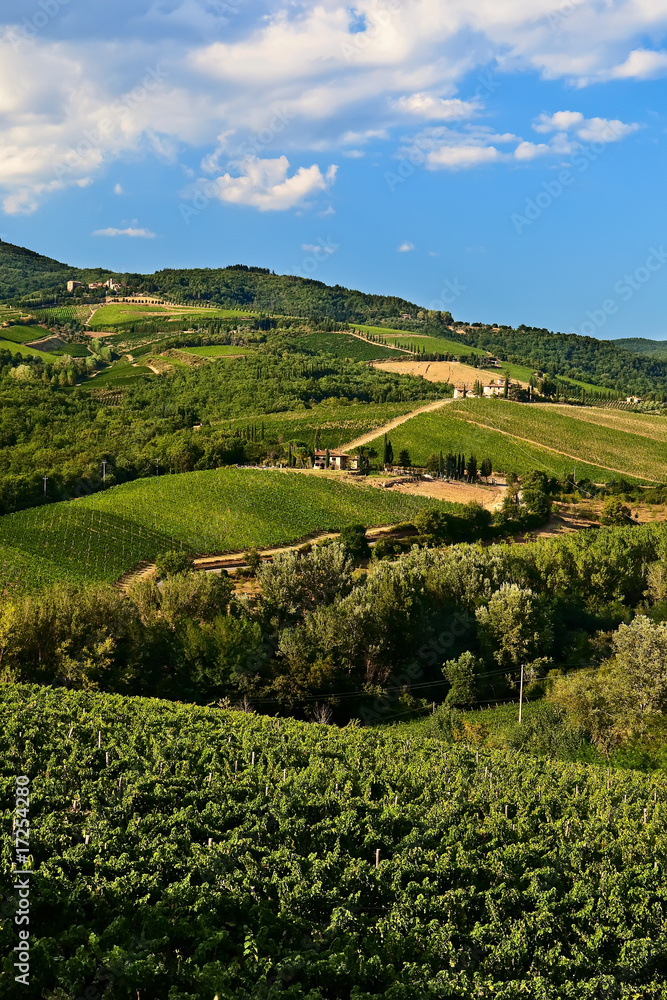Vineyards at Chianti, Tuscany.
