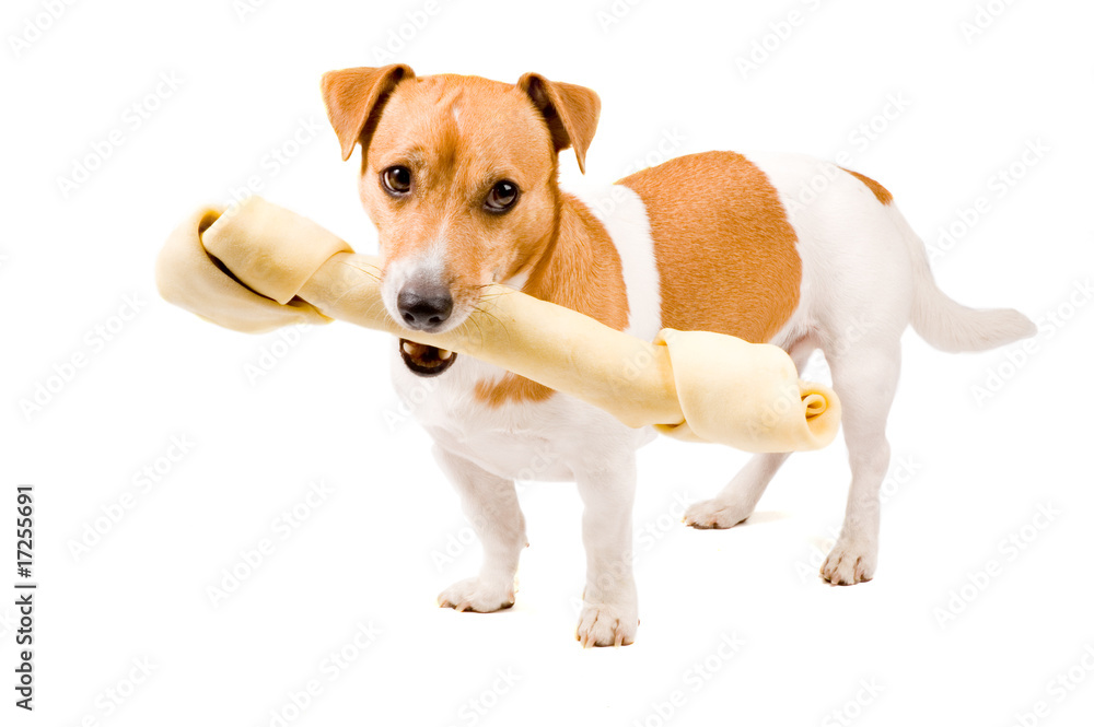 cute jack russel is holding a big bone