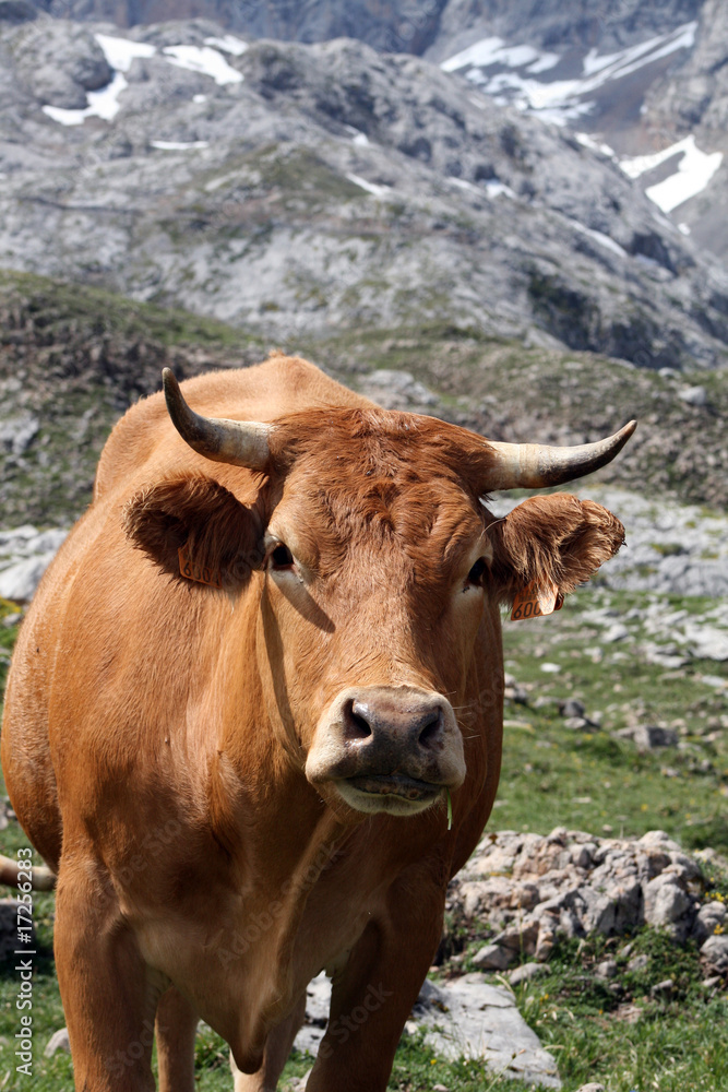 Vacas en los Picos de Europa