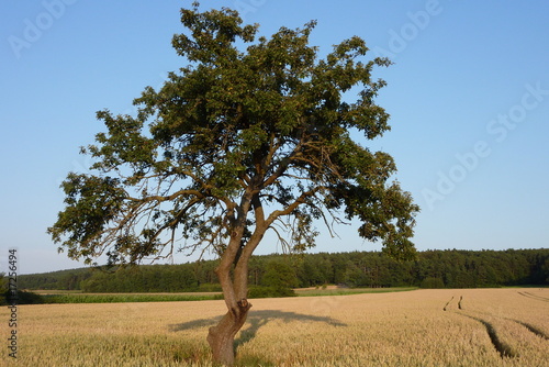 Baum im Getreidefeld photo