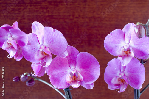 orchid against brown background