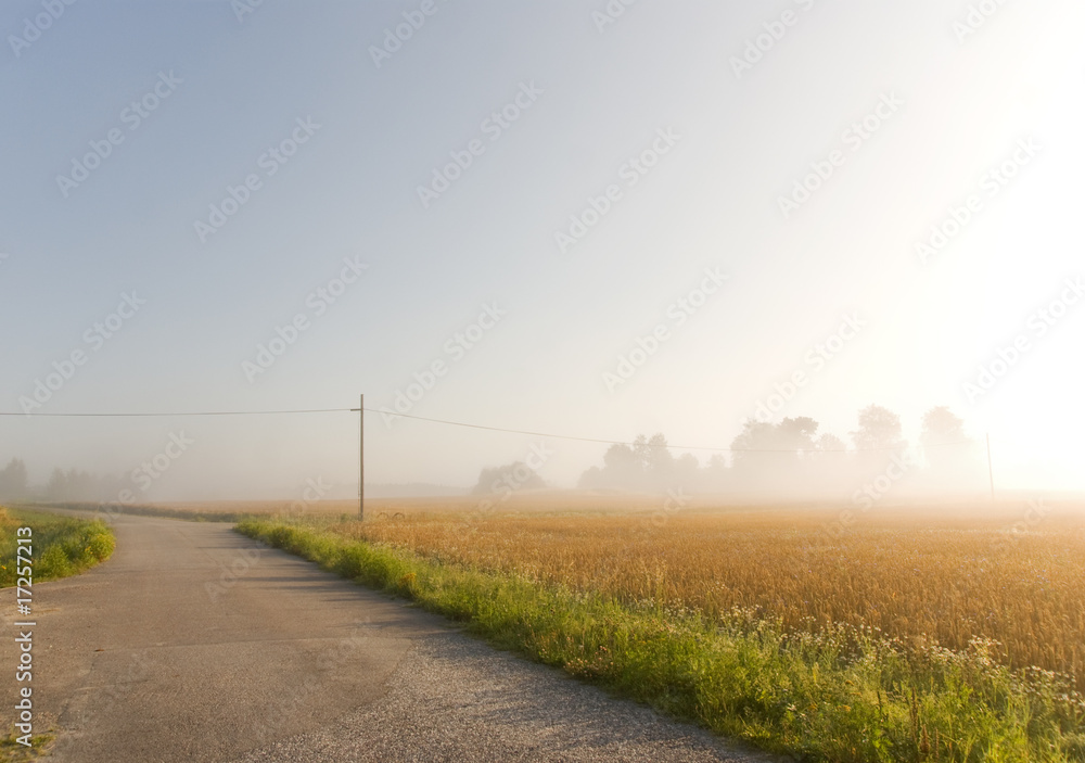 Wheat field in mist