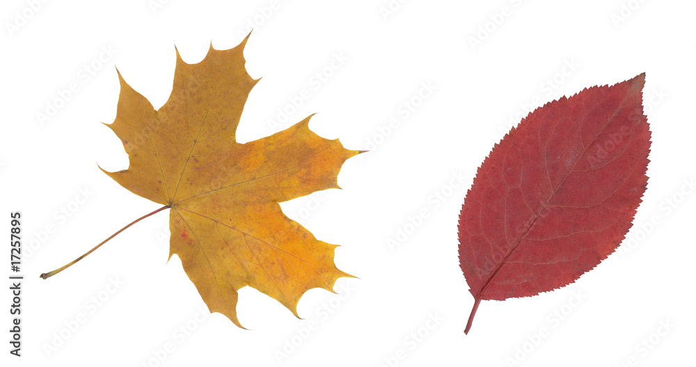 Fototapeta premium brown and red autumn leaf isolated on white