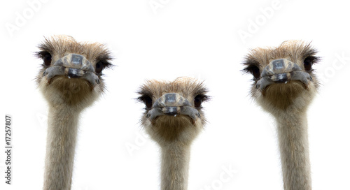 A group of ostriches isolated on white background