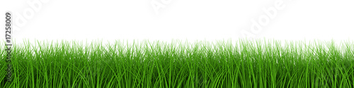 fresh grass row
