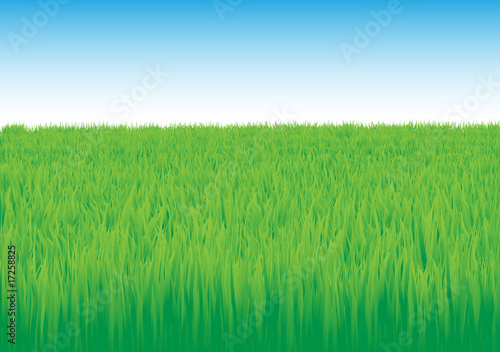 grass_field