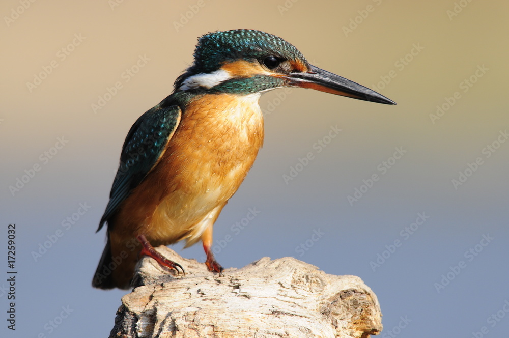 Fototapeta premium The Common Kingfisher (Alcedo atthis) at Maagan Michael Lake