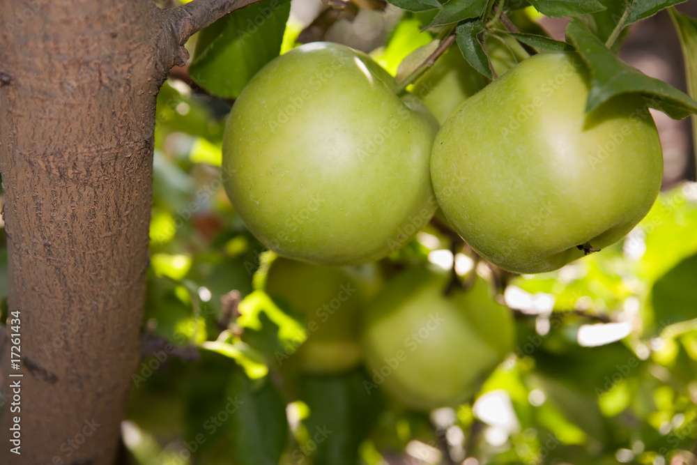 green apples