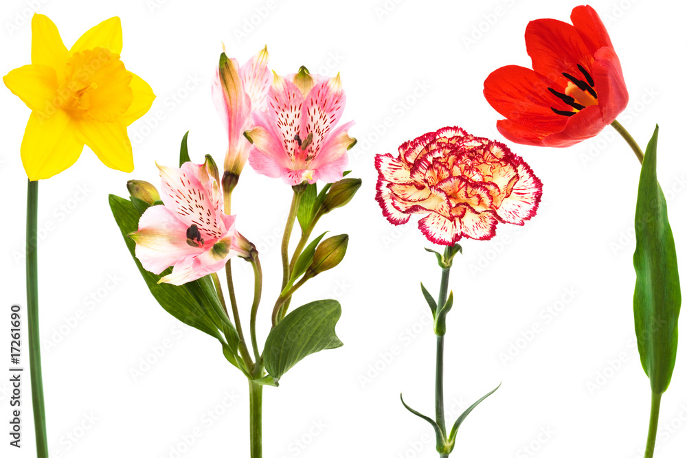 Fototapeta premium fresh flowers