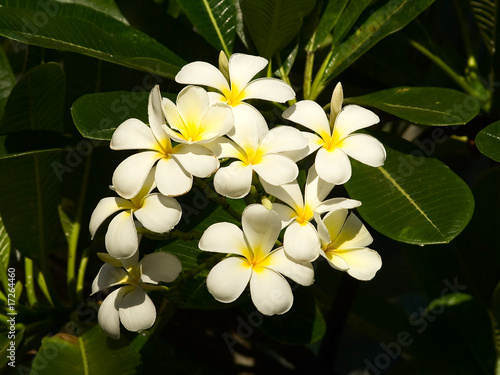 White plumeria