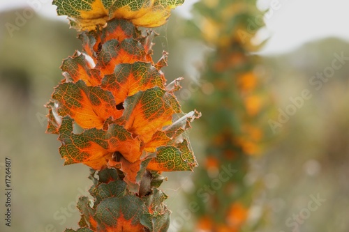 Royal Hakea photo