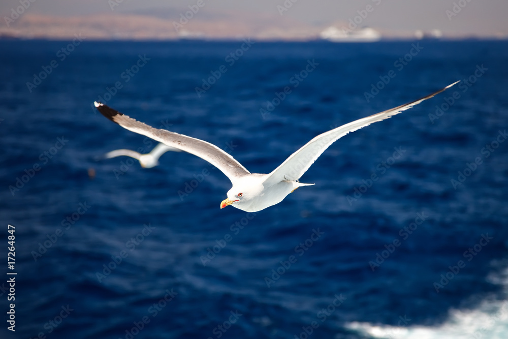 Fototapeta premium Flying seagulls