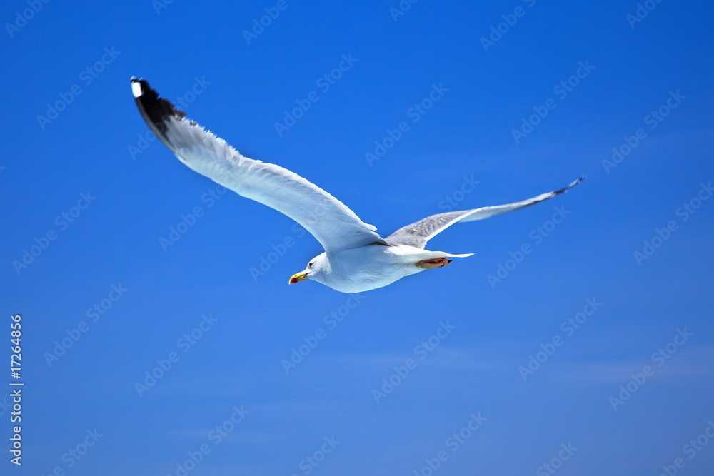 Fototapeta premium Flying seagull over blue sky background