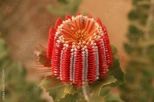 Scarlet Banksia - Australian Wildflower