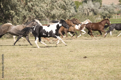 Horses running © Poulsons Photography