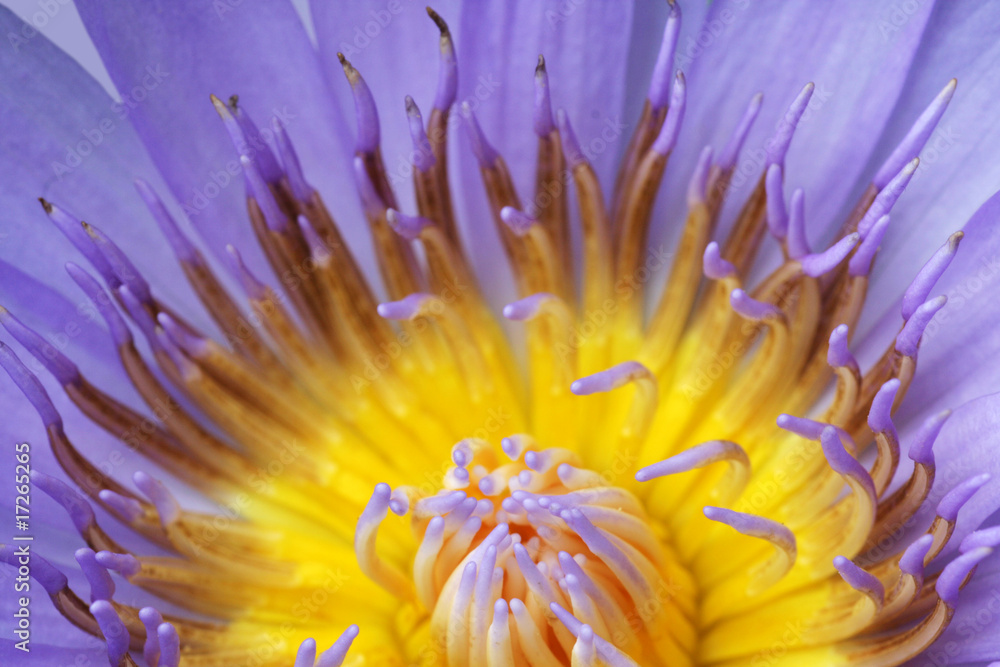 Obraz premium Blue Lotus pollen