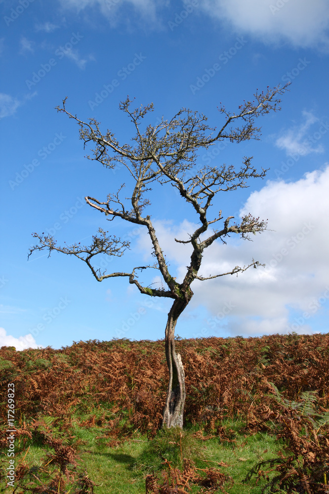 Old gnarled tree with no leaves on Dartmoor, England UK. Old gnarled tree with no leaves on Dartmoor, England UK.
