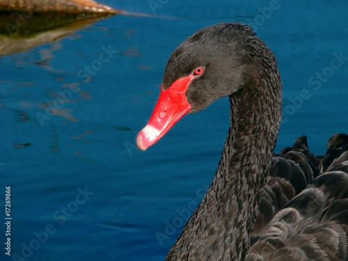 Black swan on water. Fragment.