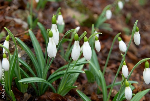 Spring flowers- snowdrops.