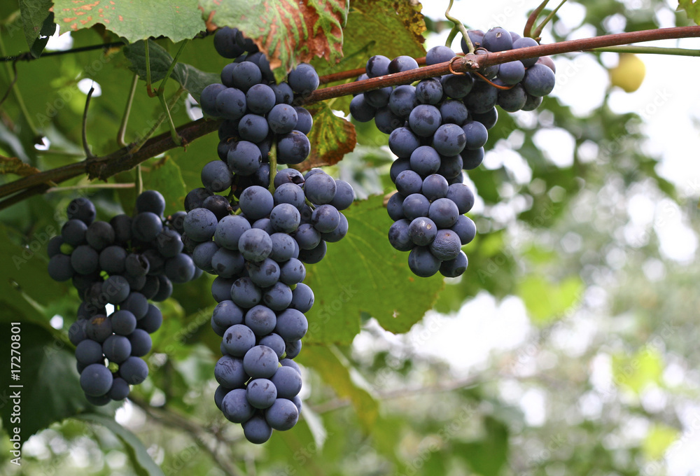 Black Grapes