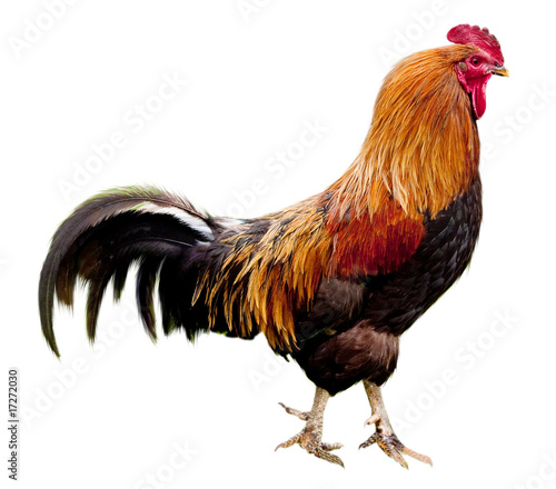 Foto Rooster isolated