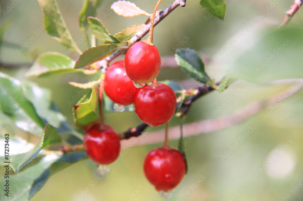 cherry cherry