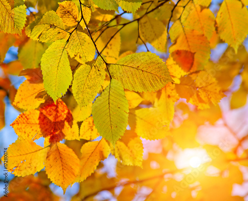 autumn leaves and sun