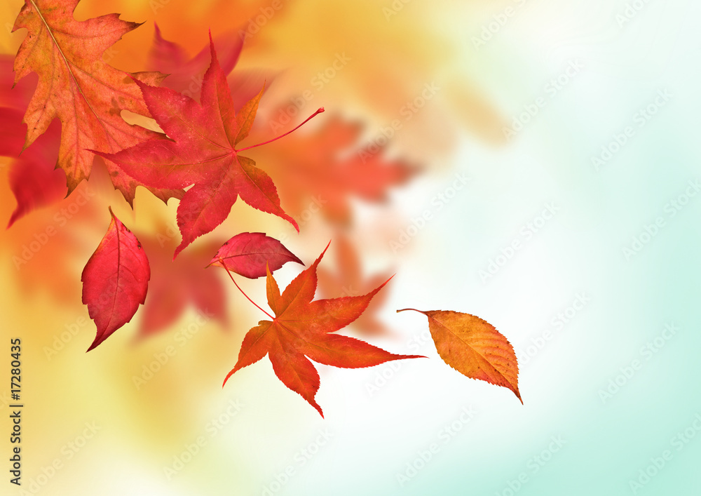 Colourful Autumn Falls Colourful Autumn Falls