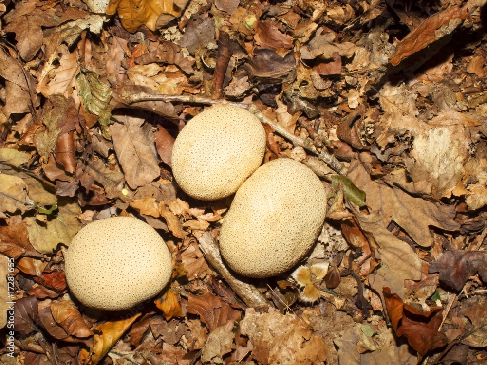 common earthball fungus common earthball fungus