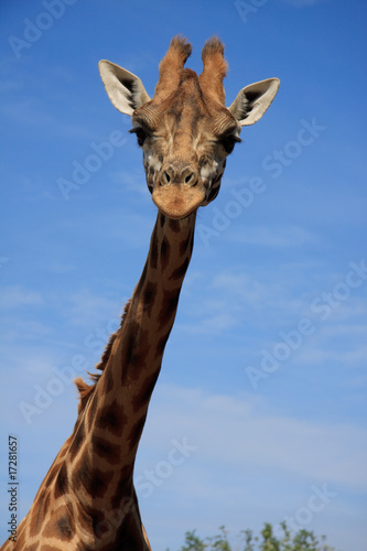 Giraffe blue sky
