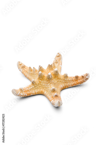 Asteroidea