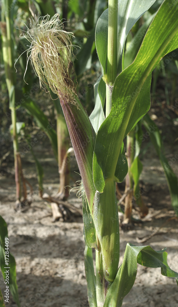 Obraz premium Green corns.