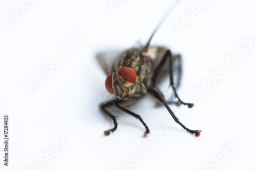 fly macro © Baltazar